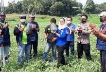 Ketua Fraksi NasDem Provinsi Lampung, Siti Rahma Panen Raya bersama Petani Semangka di desa mataram Pringsewu