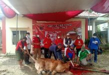 Peringati Hari Raya Idhul Adha DPD PDI Perjuangan Qurban 8 Ekor Sapi