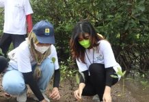 PLN Peduli Tanam 3500 Bibit Mangrove Bantu Jaga Ekosistem