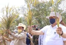 Padi Gogo Menjadi Solusi Agar Lahan Kering di Indonesia Menjadi Produktif