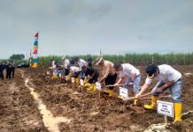 Safari Ramadhan, Dirut PTPN Grup Tanam Tebu di Bungamayang