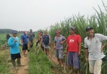 Pupuk Organik Terbukti Lebih Baik Hasilnya Dibanding Pupuk Kimia Bagi Petani di Lampung Selatan
