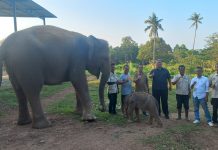 Langka Bayi Gajah Lahir di Kebun Binatang Lembah Hijau Lampung