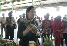 Puan Tinjau Industri Nanas di Lamteng, Perusahaan dan Petani Harus Sinergis