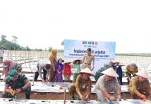 Gubernur Lampung Tanam Cabai di Kabupaten Pesawaran