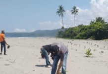 Cegah Abrasi Pantai Masyarakat Laay Tanam Ribuan Bibit Pohon