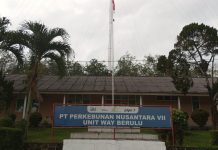 Perjalanan PTPN VII Dari Jaman Kolonial Belanda Hingga Kini