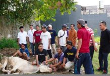 Gerindra Lampung Potong 16 Sapi Kurban, Bagi Kebahagian untuk Masyarakat