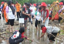 Ratusan Relawan Muda Palang Merah Remaja Tanam Mangrove dan Operasi Bersih Pantai