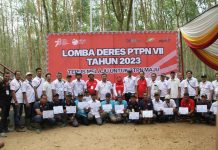 Karet PTPN VII Mulai Pulih