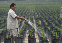 Petani Sawit Apresiasi Bibit Sawit Unggul Bersertifikat PTPN V