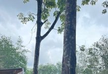 PTPN I Regional 7 Digitalisasi Operasional hingga Lini Lapangan
