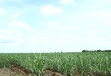PTPN VII Tolak Eksekusi Lahan oleh PN Blambangan Umpu