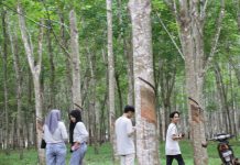 HUT Ke-2 FKPPIB: “Meng-capture Aktivitas di Kebun Karet”