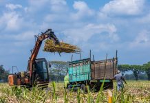 2024, PTPN I Regional 4 Targetkan Produktivitas Capai 100 Ton/Ha