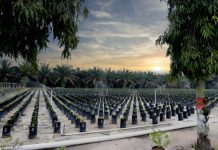 PTPN IV PalmCo Regional 3 Lanjutkan Penyediaan Bibit Sawit Unggul Bersertifikat