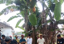 Ismet Roni Berkurban di Kampung Halaman Gedung Aji Tulangbawang