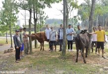 Pemkab Tubaba Serahkan 2 Ekor Sapi Qurban kepada Insan Pers