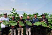 PTPN I Regional 4 Kebun Tembakau Gelar Panen Perdana