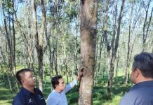 Akselerasi Kinerja, PTPN I Regional 7 Fokus Manajemen Tanaman Karet