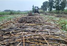 Meningkat Tajam, Kebun Kalitelepak PTPN I Reg. 5 Raih Produktivitas 164% untuk Dukung Swasembada Gula Nasional