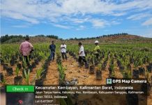 PTPN IV Regional V Kawal Langsung Investasi di Wilayah Kalimantan Barat