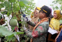 Pj. Gubernur Lampung Resmikan Poskesdes dan Panen Melon Bersama KWT