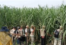PT RPN-P3GI bersama Disbun Jatim Tingkatkan Kompetensi Petani Melalui Pelatihan Budidaya Tebu