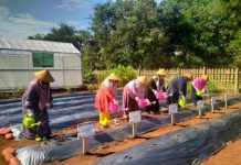 Ketum IKBI PTPN I Reg.7 Kampanye “Ketahanan Pangan dari Rumah”