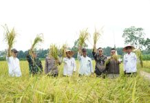 Panen Raya Padi Di Tiyuh Gading Kencana, Bupati Novriwan Terapkan Sistem Pertanian Berkelanjutan