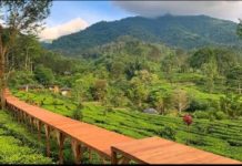 Komitmen Tinggi PTPN Menjaga Kelestarian Alam Wilayah Agrowisata Gunung Mas