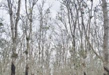 SEVP Ops. PTPN I Regional 7 Pacu Produksi dan Pastikan Mutu