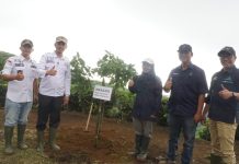 PTPN I Regional 7 Kebun Pagar Alam Tanam Empat Ribu Pohon