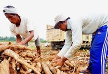 Harga Singkong Anjlok, Petani Diminta Bersiap