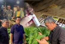 Hilirisasi Cerutu Golden Djawa, Komitmen PTPN I Dukung Asta Cita