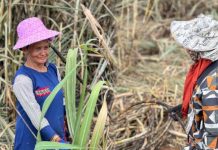 Kebun Tebu KSO Takalar PTPN I Serap Ribuan Tenaga Kerja Lokal