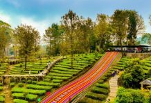 Agrowisata Gunung Mas Bersiap Jadi Destinasi Berkelas Dunia