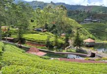 Agrowisata Kaligua PTPN I Regional 3: The Healing Power of Tea