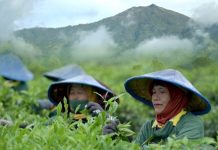 Teh Rolas Wonosari, Warisan Cita Rasa Dunia dari PTPN I