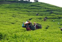 PTPN I Regional 2 Replanting 14.000 Hektare Dorong Hilirisasi