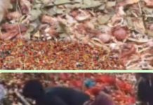 5 Ton Bawang Ilegal Dibuang di Lereng Bukit Batam