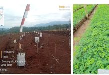 PTPN I Target Bangun 27 Ribu Hektare Kebun di Jawa Barat