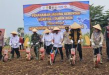Tanam Jagung Serentak, Syukron Dorong Swasembada Pangan