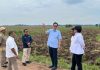 PTPN Siapkan 10.000 Ha Lahan Bioetanol untuk Budidaya Singkong di Lampung dan Sumsel