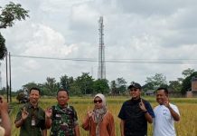 BULOG Lampung Serap 369 Ribu Ton Gabah, Perkuat Cadangan Beras Nasional