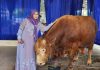 Permintaan Hewan Kurban Meningkat, Pengiriman Sapi dari Lampung Capai 60 Ribu Ekor