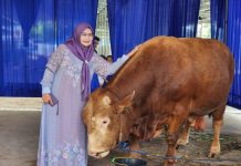 Permintaan Hewan Kurban Meningkat, Pengiriman Sapi dari Lampung Capai 60 Ribu Ekor