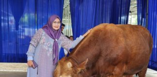 Permintaan Hewan Kurban Meningkat, Pengiriman Sapi dari Lampung Capai 60 Ribu Ekor