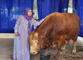 Permintaan Hewan Kurban Meningkat, Pengiriman Sapi dari Lampung Capai 60 Ribu Ekor