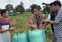 BULOG Serap 3 Juta Ton Gabah dan Beras Petani, Lampung Sumbang 400 Ribu Ton